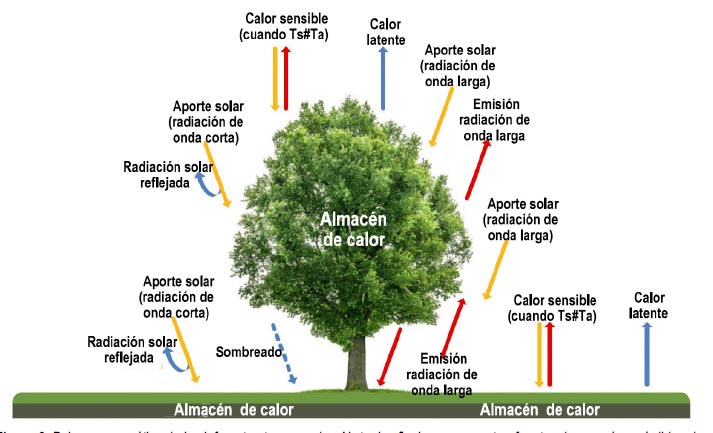 BUTA (3) El Efecto de un Bosque Urbano en el clima